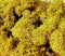H0-N-Z Heki 3215 - Yellow moss (30 g)